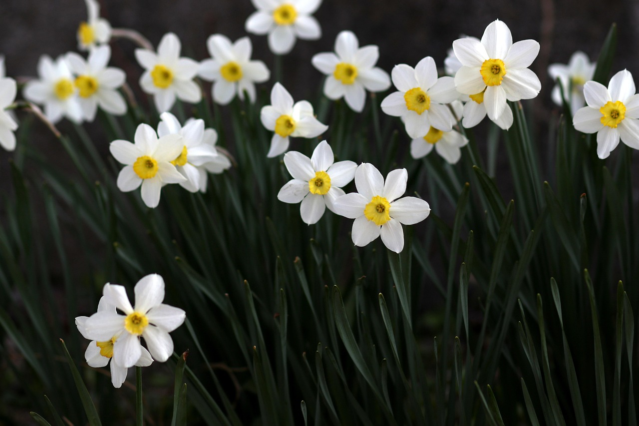 Daffodils: A Story of Spring, History, and Quiet Resilience
