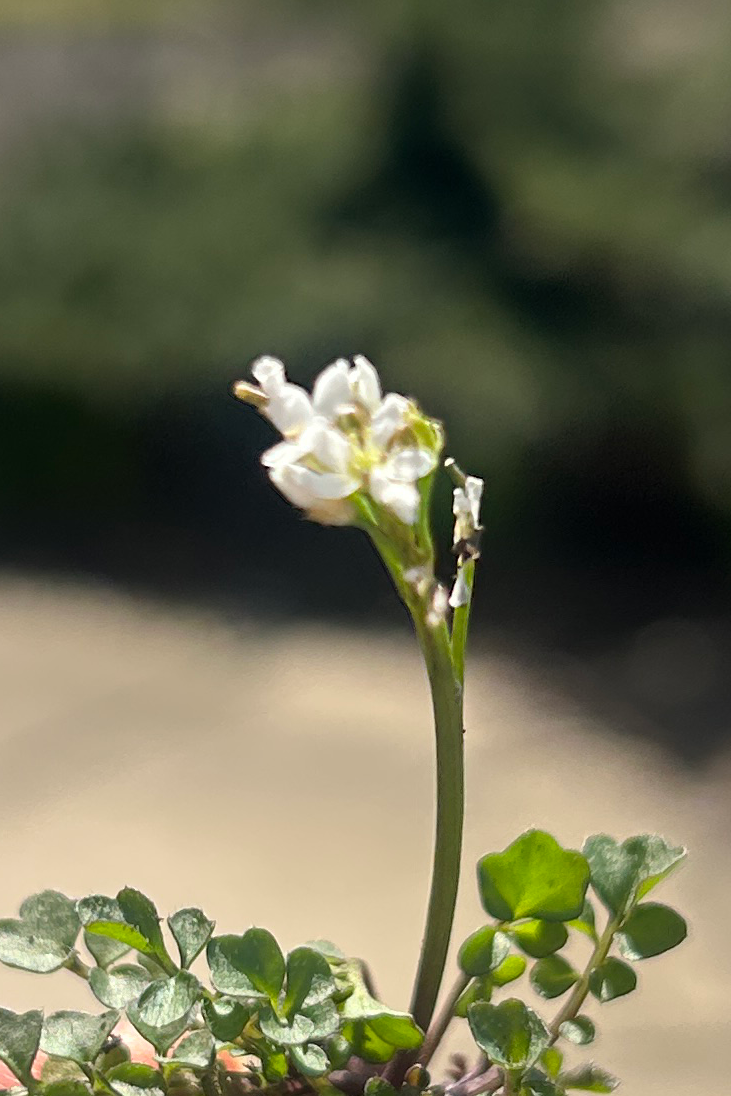 The Tiny White Flower in Your Yard (And Why It’s Actually Kind of Amazing)