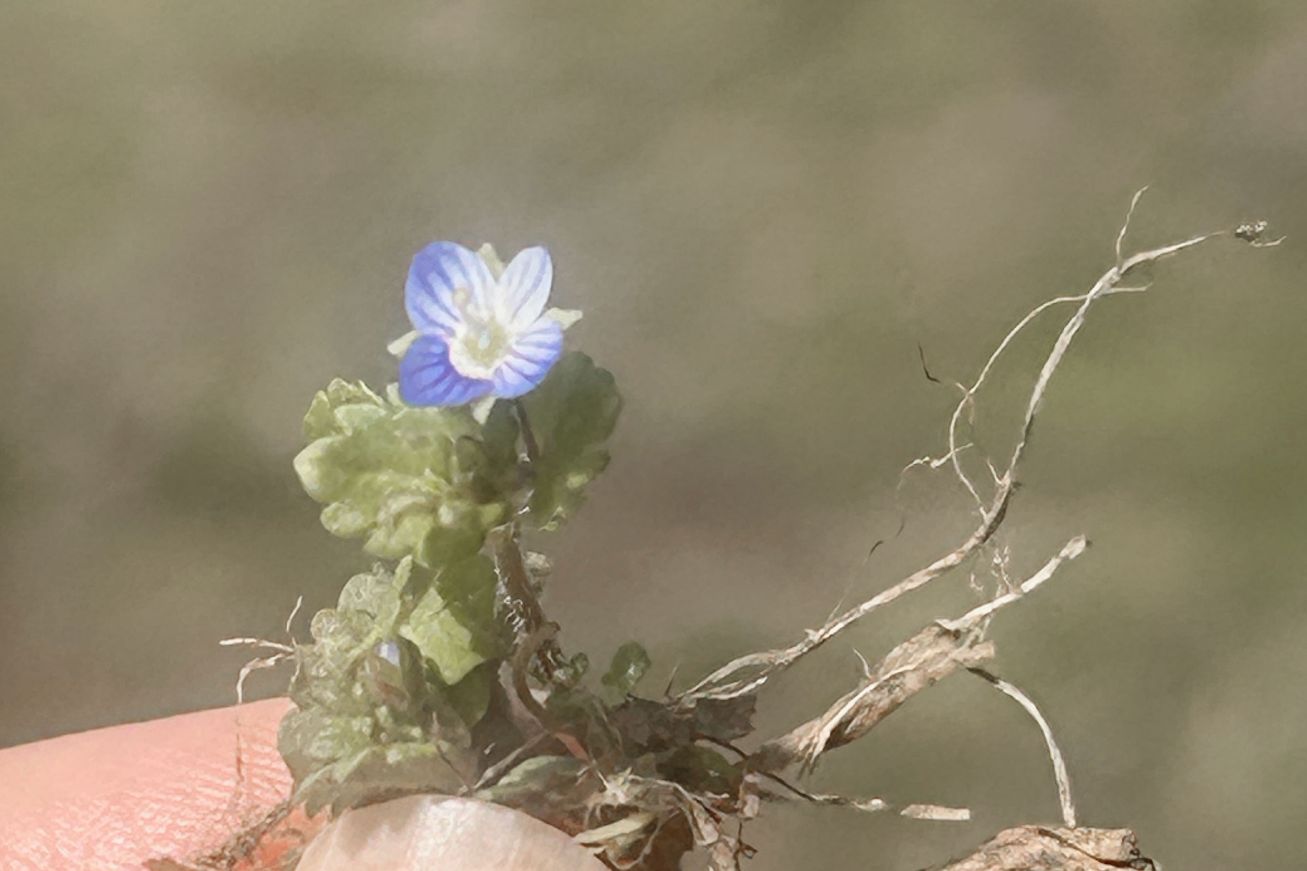 A First Sign of Spring (You Might Be Missing It)